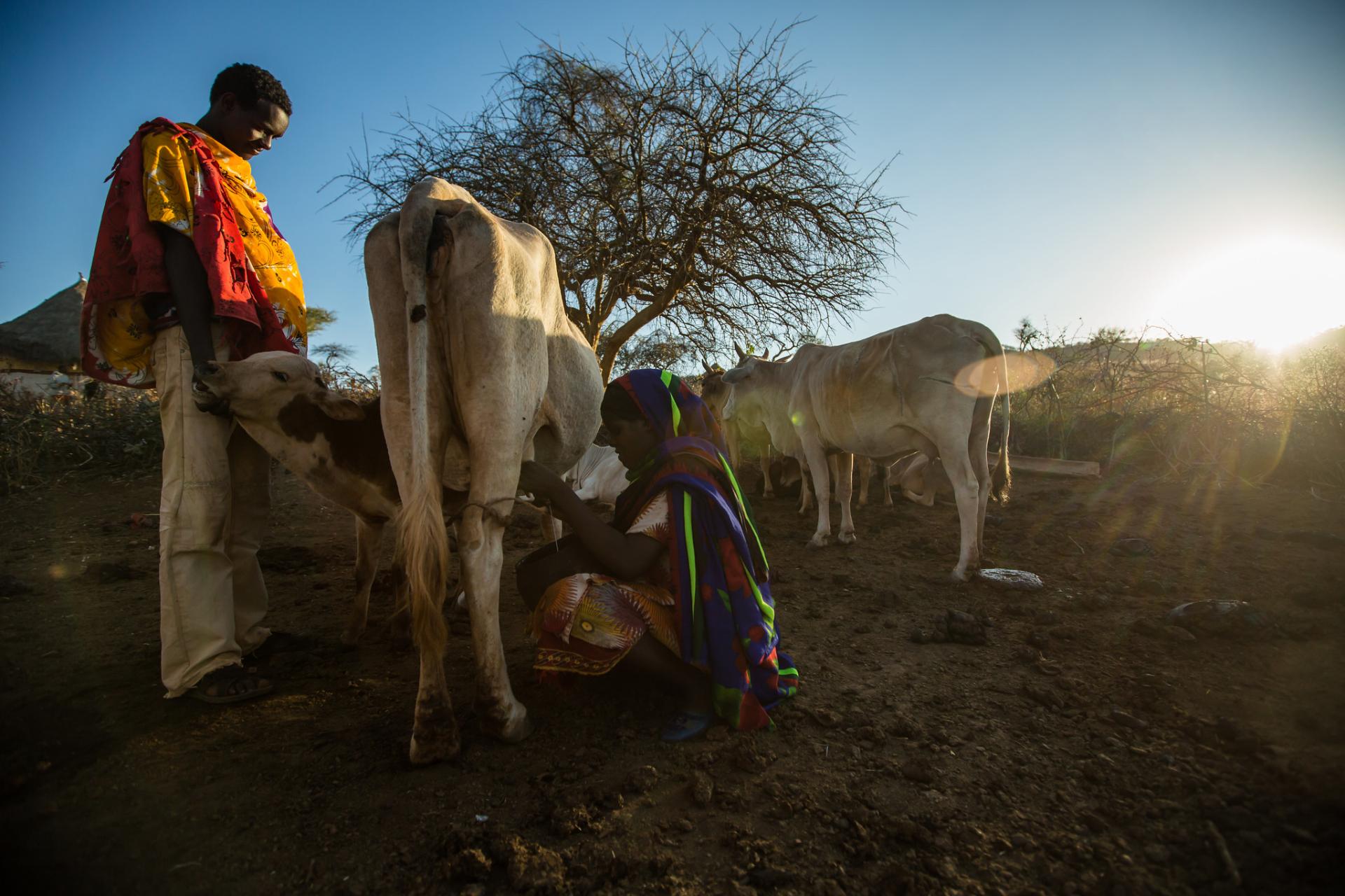 Improving the Evidence and Policies for Better Performing Livestock